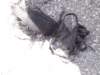 dscf1597_small.jpg