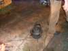hpim5013_small.jpg